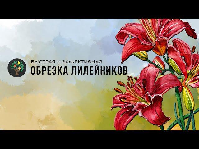 Лилейники. Быстрая и эффективная обрезка. Садовник.