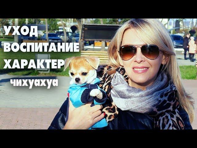 Вы спрашивали выбор щенка,питание и воспитание чихуахуа ЛИЗИ