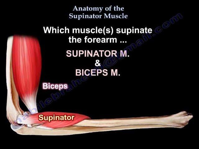 Anatomy Of The Supinator Muscle - Everything You Need To Know - Dr. Nabil Ebraheim