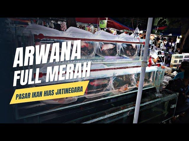 FULL ARWANA MERAH !!! UPDATE HARGA IKAN ARWANA DI JATINEGARA TERBARU