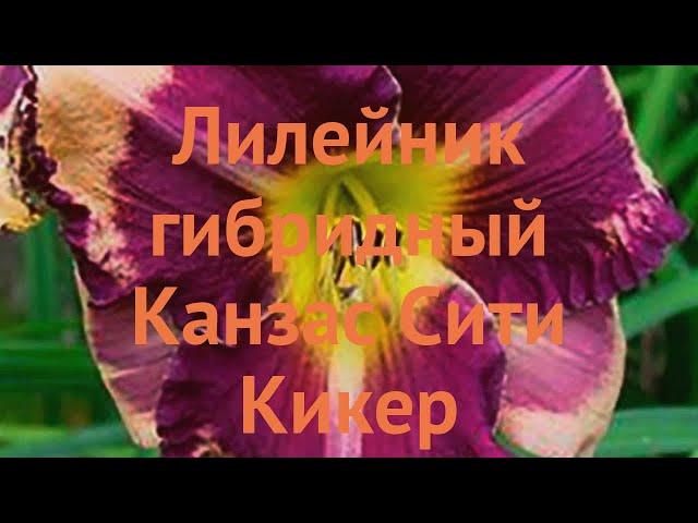 Лилейник гибридный Канзас Сити Кикер  обзор: как сажать, саженцы лилейника Канзас Сити Кикер