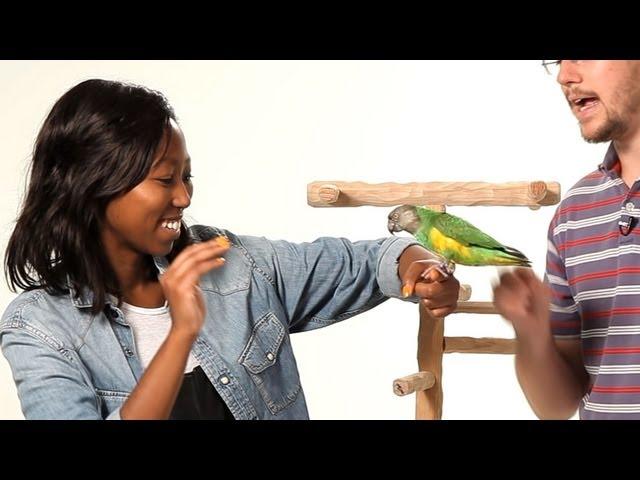 Get Your Parrot to Be Nice to Strangers | Parrot Training