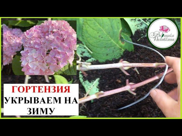 КАК УКРЫТЬ ГОРТЕНЗИЮ НА ЗИМУ