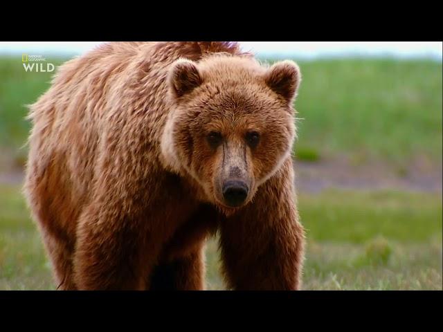 Nat Geo Wild: Планета хищников. Идеальные убийцы