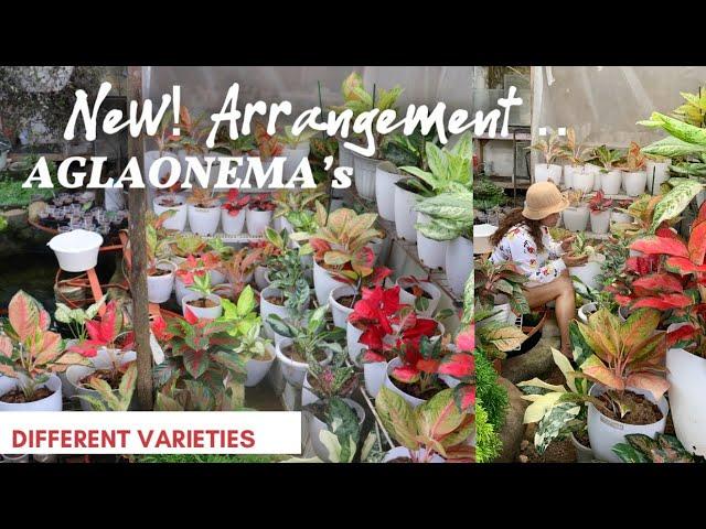 AGLAONEMAS NEW ARRANGEMENT | Lovekye8