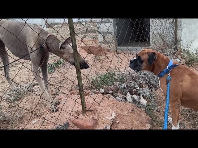 Indian dog breed vs foreign dog breed(boxer vs kanni)