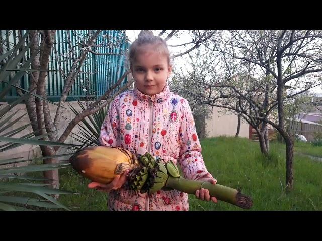 В Сочи растут бананы. Рассказ о банановых пальмах.