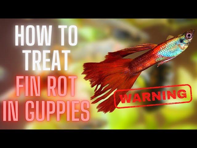 Guppy Fish Care – Fin Rot In Guppies, How To Treat Fin Rot In Guppies ?