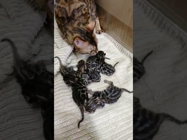 пока пятеро. Бенгальские котята #bengalcat