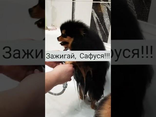 Лезгинка в душе! Танцуют все! Зажигай Сафуся! Моем лапки щенку шпица. 