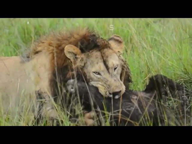 Big male Lion hunts and kills an adult warthog - [Rare footage]