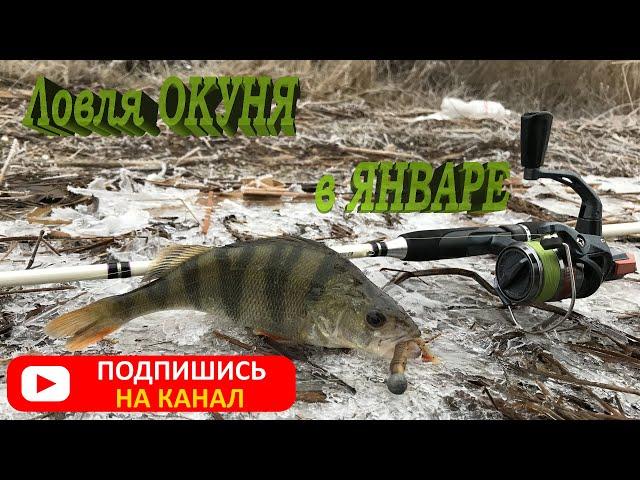 Ловля окуня в январе по открытой воде. Клев окуня в январе. ДЖИГ или ОТВОДНОЙ. Сезон 2021 ОТКРЫТ!!!