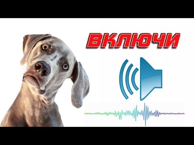 ️Щенок скулит Собака ищет Звуки для вашего питомца | Puppy whines Dog looks for sounds for your pet