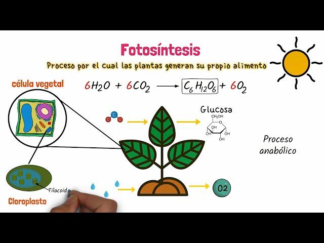 Fotosíntesis