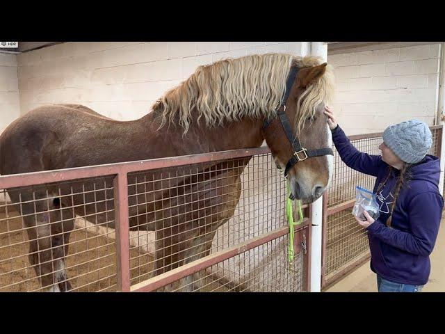 Korbin's gelding surgery update - rescued Belgian Draft horse, how he is doing after his surgery.