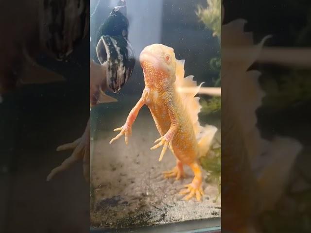 Albino Great Crested Newts