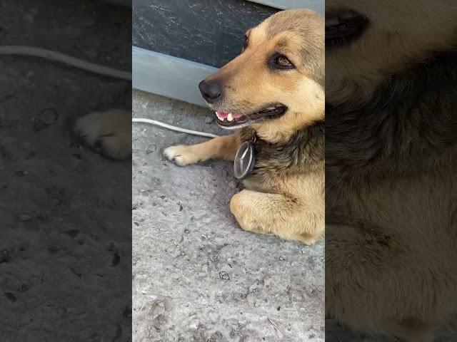 Даже собака знает толк в машинах 