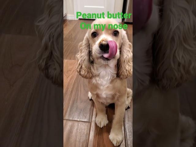 peanut butter on Nic nose #cockerspaniel #dogs #shorts