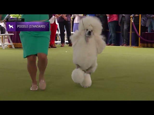 Poodles (Standard) | Breed Judging 2024