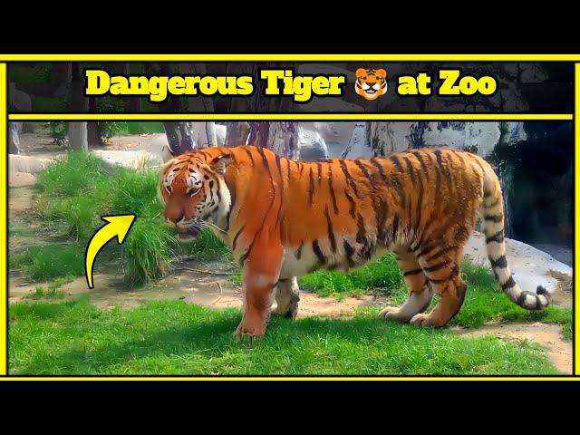 Showing a Dangerous Tiger   at Zoo | By Habeebi Official Tv