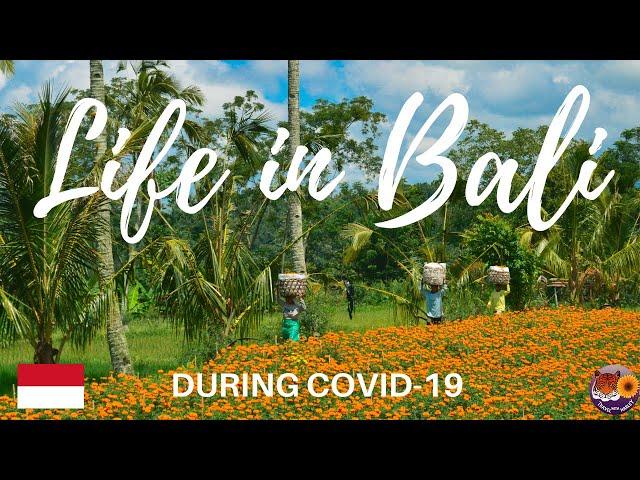 LIFE IN BALI DURING COVID 19