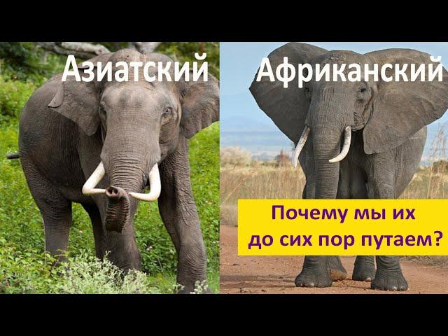 Африканские и азиатские слоны. В чём отличия? Наталья Носова