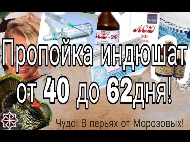 ПРОПОЙКА ИНДЮШАТ ОТ 40 ДНЯ// 2019 г