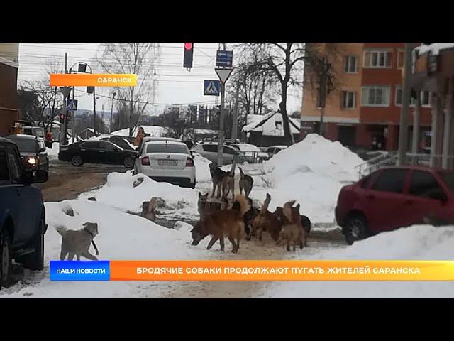 Бродячие собаки продолжают пугать жителей Саранска