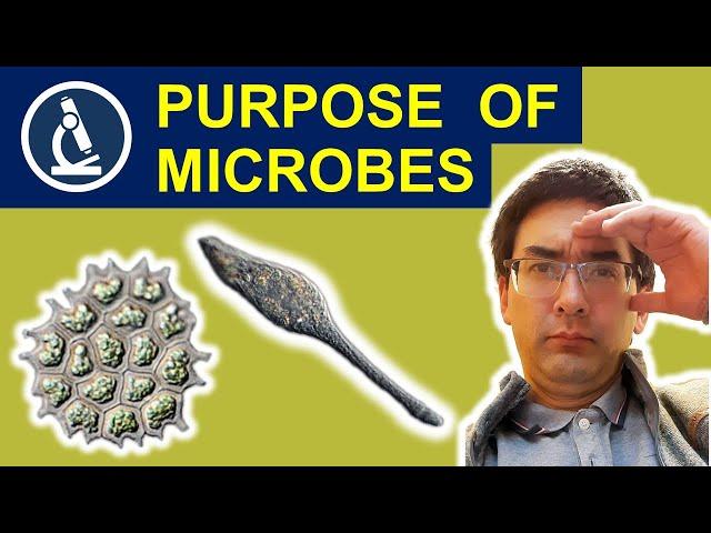 What is the purpose of microorganisms?  191