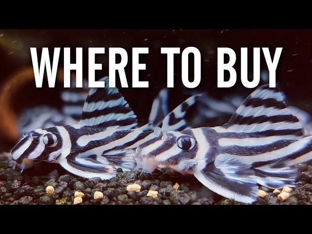 Where to Buy Rare and Exotic Aquarium Fish