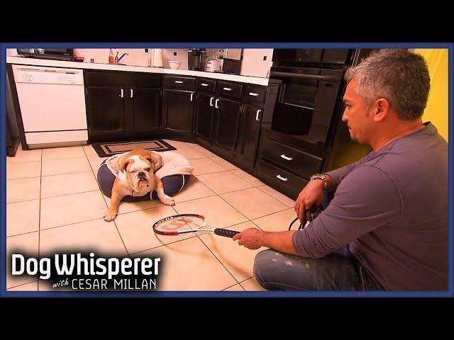 Anxious Bulldog's Aggression Is Out-Of-Control | Dog Whisperer With Cesar Millan