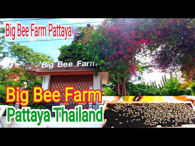 Big Bee Farm Pattaya New update / Pattaya Big Bee Farm New update - Pattaya Thailand