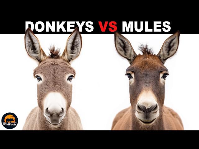 What Is The Difference Between Donkeys And Mules?