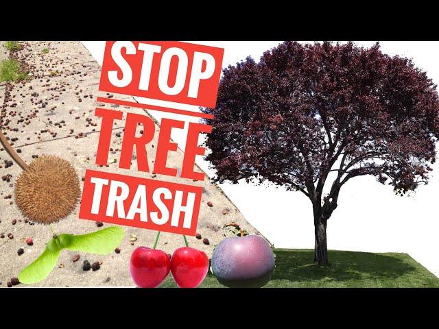 How to stop tree pods from growing. Stop unwanted fruit from nuisance fruit and ornamental trees