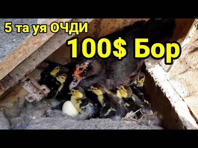 Индоутка бизнесимдан яна 100$ фойда бор