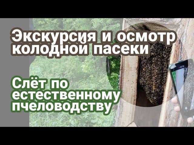 Экскурсия и осмотр колодной пасеки. Слёт по естественному пчеловодству. Часть 4(10)