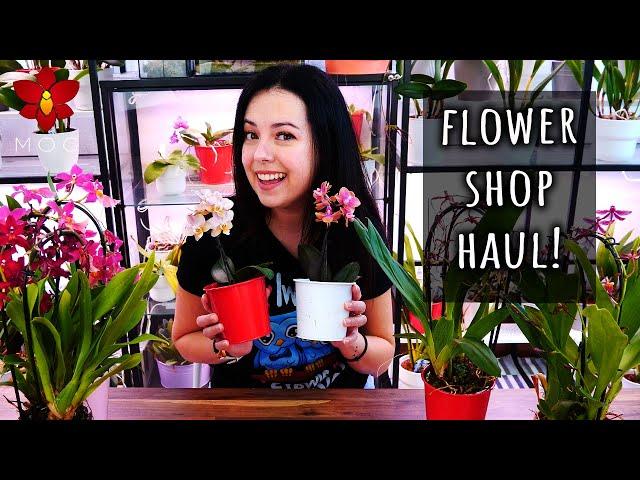 Fragrant Phalaenopsis Orchids at the Flower Shop!  Mini Orchid Haul