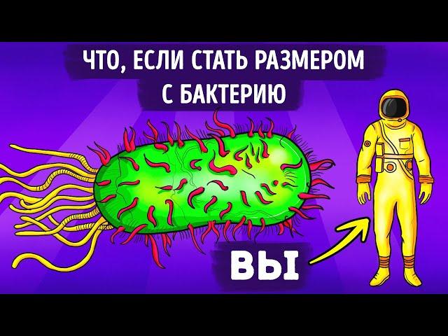 Что, если бы вы внезапно уменьшились до размера бактерии