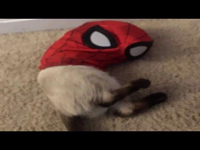 BEST CAT MEMES COMPILATION OF 2022 PART 2