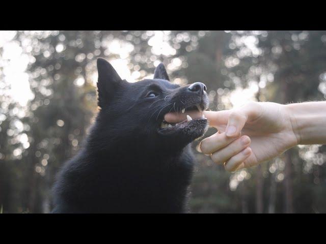 Jekku Schipperke's tricks part 3   Jekku-schipperken temppuja osa 3