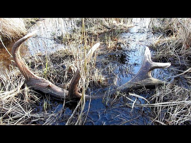 Zrzuty jelenia, ladna tyka / Nice  red stag antler