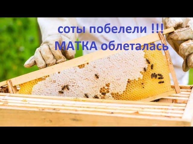 #пчёлы. Как понять, что молодая матка облетелась. Основной признак, белые соты в улье. Почему?