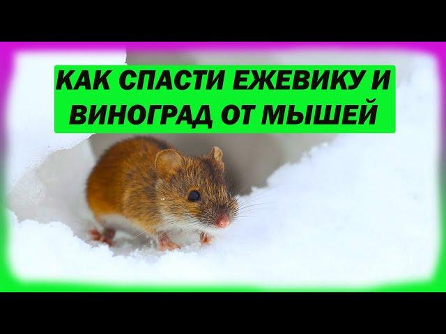 Положите это осенью под укрытие ежевики и винограда, иначе можно остаться без урожая летом!