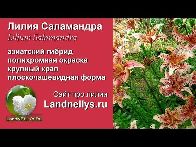 Лилия Саламандра | Lilium Salamandra в саду