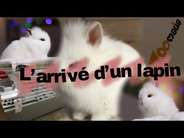 L'ARRIVE D'UN LAPIN DE A à Z - VLOG