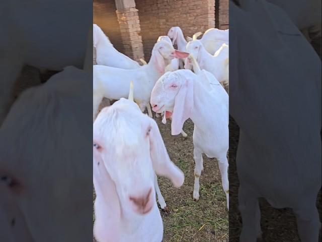 Eid 2025 video viral Pakistan Sabir goat farm video