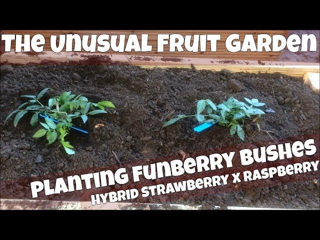 Planting Funberry Bushes - Hybrid Strawberry x Raspberry = Funberry Plant (Rubus illecebrosus)