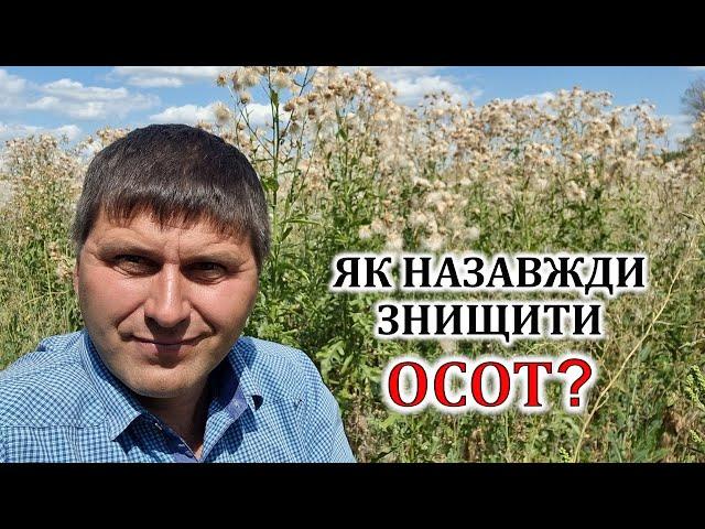 Як назавжди знищити осот?