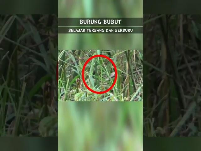 Anak Burung Bubut Belajar Terbang & Berburu