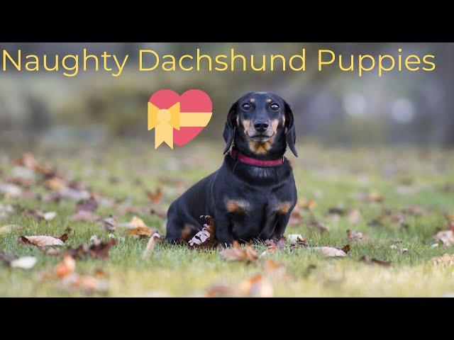 Dachshund dogs puppies naughty IG videos compilation ,sausage dog puppies IG videos